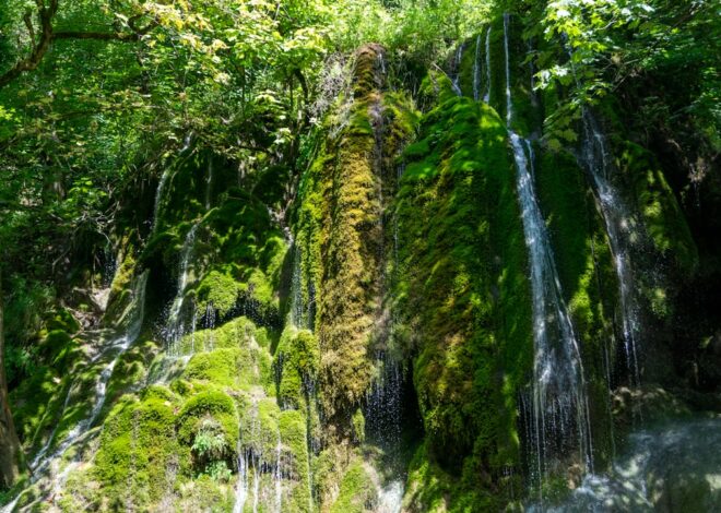 Greenland’s Growing Greenery: Mining Company and Tree Enthusiasts Make a Difference